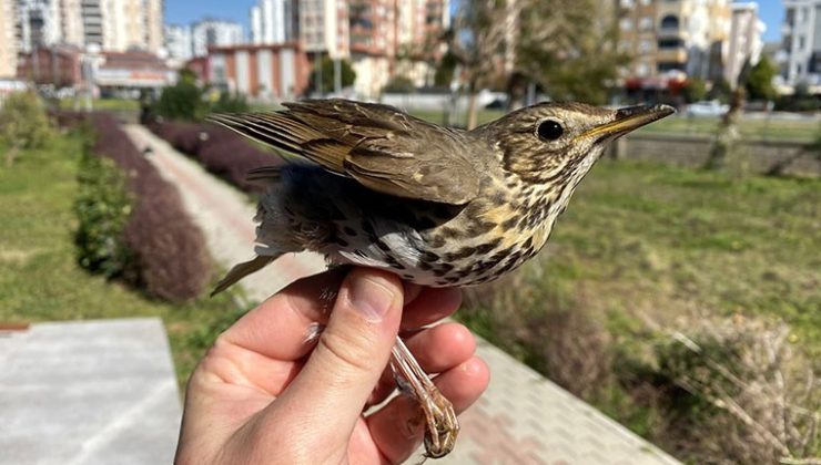 Göçmen kuş ölümlerinin gerçek sebebi açıklandı: ‘Yüzde 87’si…’