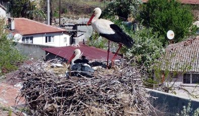 Her baharda gelen leylekler ‘İsmayıl’ ve ‘Fatme’ lisenin maskotu oldu