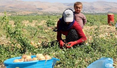 Mevsimlik tarım işçilerinin çalışma koşullarının iyileştirilmesine yönelik yeni düzenlemeler Resmi Gazete’de