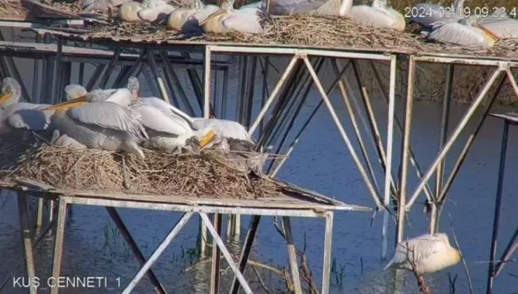 Nesli tehlikedeki tepeli pelikan yavruları, kamerayla izleniyor