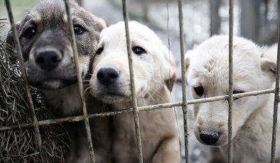 Avrupa’yı işine gelince örnek alıyorlar… Vicdanlı çözümler mümkün