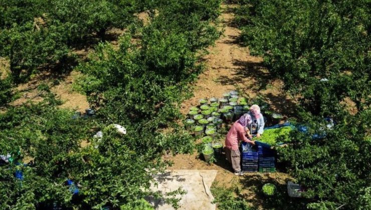 Sadece Turgutlu’da yetişiyor! 10 bin dekar arazide yıllık ortalama 40 bin ton üretiliyor…