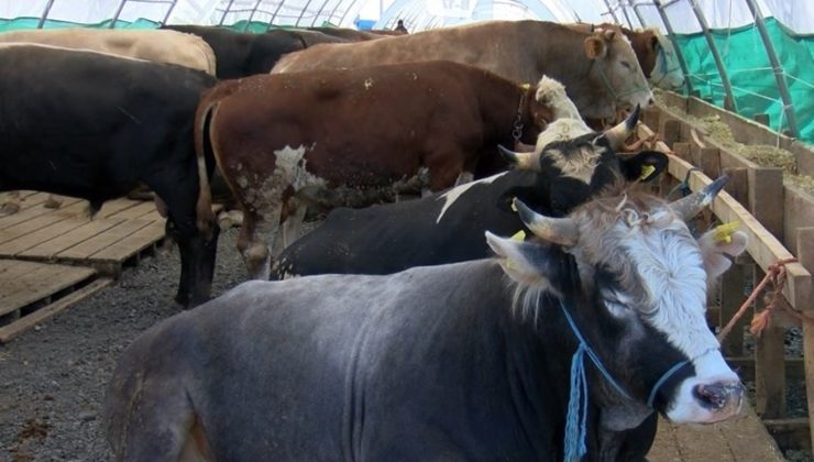 İstanbul’da kurbanlıklar görücüye çıktı