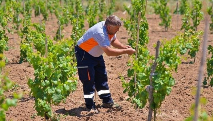 Kozak üzümleri küllerinden doğuyor