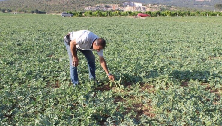 Osmaneli’nin coğrafi işaretli lezzetini hasat etmek için binlerce kilometre uzaktan geliyorlar