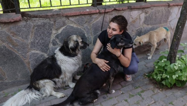 AKP sokak köpekleri teklifini Meclis’e sunacak: ‘Uyutma’ya sınırlama getiriliyor, sokağa terk edene ceza artırılıyor