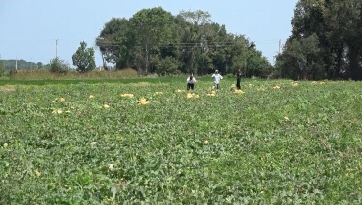 Bafra Ovası’nda hasat başladı: Şeker gibi ürünler tezgahlarda! Dönümü 35 bin liraya düştü…