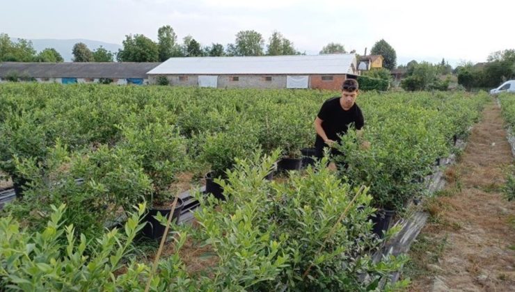 Üniversite öğrencisi tarafından ekildi: 3 yıl sonra ilk meyvesini verdi! İlk hasat meyveleri 350 TL’den satılıyor…